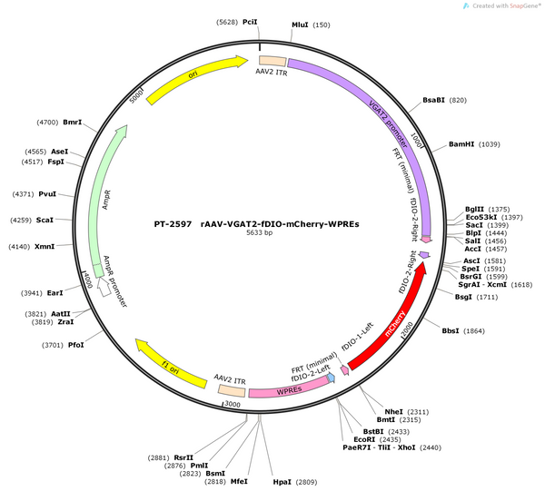 AAV-VGAT2-fDIO-mCherry-WPREs