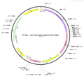 AAV-VGAT2-MCS-eNpHR3.0-EYFP-WPREs