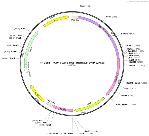 AAV-VGAT2-MCS-eNpHR3.0-EYFP-WPREs