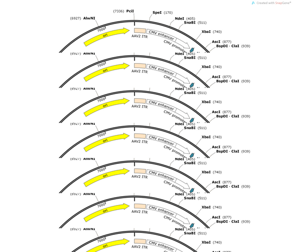 AAV-CMV-DIO-mitoHyPer7-2A-jRGECO1a-WPREs