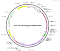 AAV-CMV-DIO-HyPer7-P2A-mitojRGECO1a-WPREs