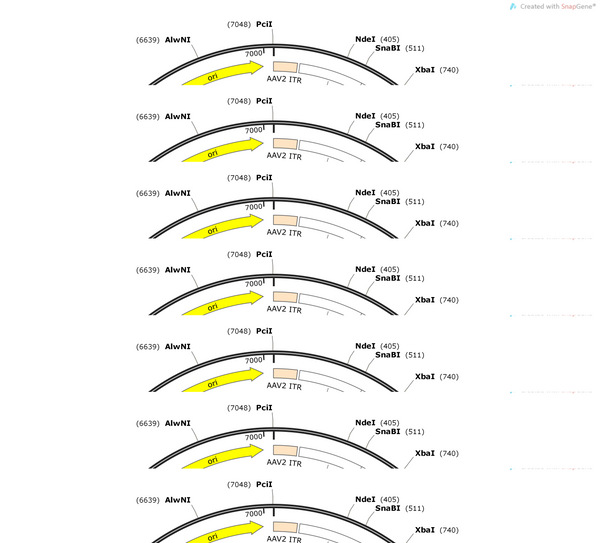AAV-CMV-DIO-mitoGrx1-roGFP2-P2A-jRGECO1a-WPREs