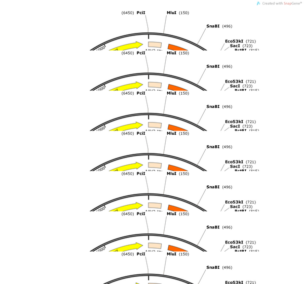 AAV-CMV-DIO-(EGFP-U6)-WPRE-hGH polyA