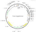 AAV-TTR-WPRE-hGH polyA