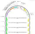 AAV-EF1a-fDIO-axon-hChR2( H134R)-EGFP-WPRE-hGH polyA