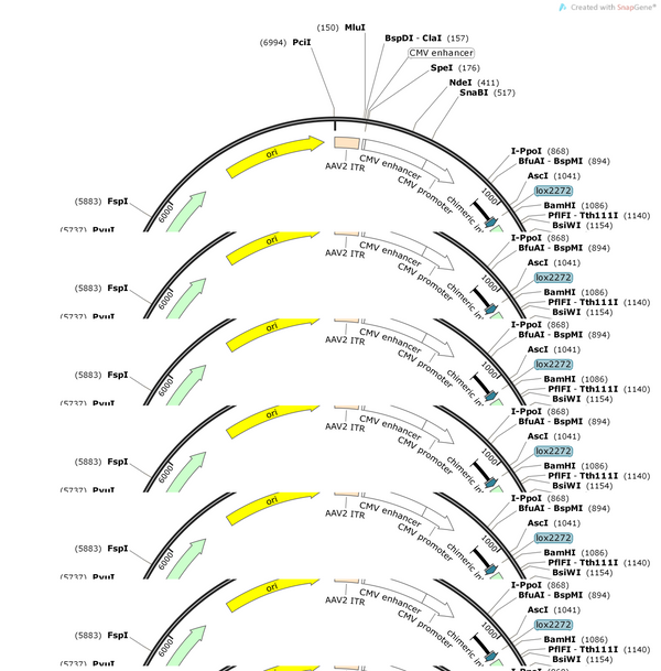 AAV-CMV-DO(Puro-F2A-mCherry)-DIO(EGFP-5'-mir30-shRNA-3'-mir3
