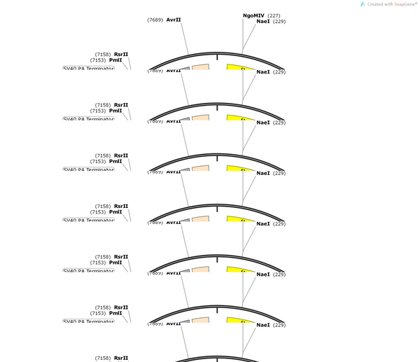 AAV-U6-Loxp-CMV-EGFP-Loxp-shRNA-SV40 polyA