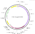 AAV-CTGF1-CRE-WPREs