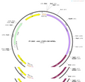AAV-CTGF2-CRE-WPREs