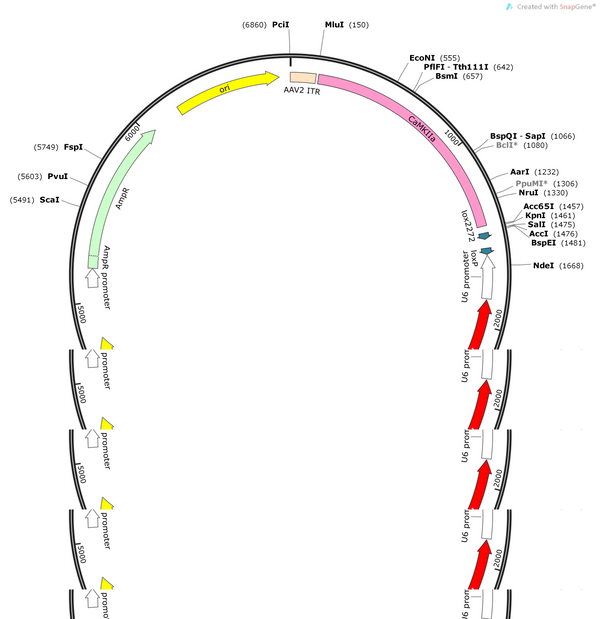 AAV-CaMKIIa-DIO-(mCherry-U6)-shRNA(empty)-WPRE-hGH polyA