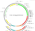 AAV-D2(Rat)-CRE-WPRE-hGH polyA