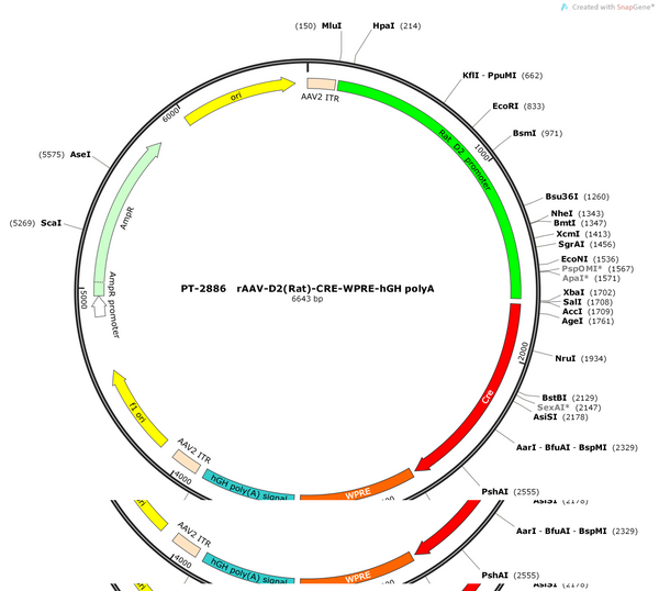 AAV-D2(Rat)-CRE-WPRE-hGH polyA