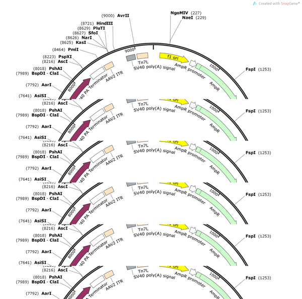 AAV-U6-SpsgRNA(empty)-Nestin-CRE-SV40 polyA