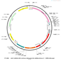 AAV-CaMKIIa-DIO-(mCherry-bGH polyA-U6)-shRNA(empty)-WPRE-h