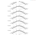 AAV-wsf1-hM4D(Gi)-mCherry-WPREs