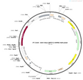 AAV-hSyn-iRFP713-WPRE-hGH polyA