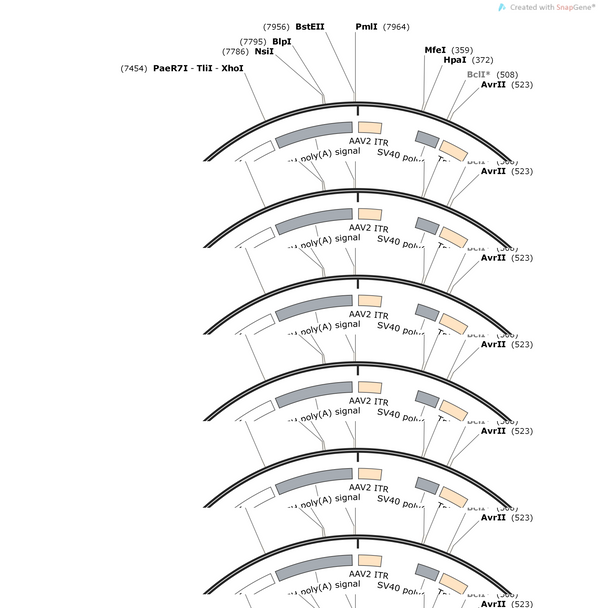 AAV-hSyn-IFP1.4-WPRE-hGH polyA