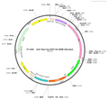 AAV-hSyn-tau-EGFP-HA-WPRE-hGH polyA