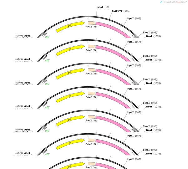 AAV-ProA1-Cre-EGFP -WPRE-pA