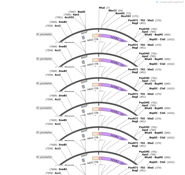 AAV-Prox1-hChR2(H134R)-tdTomato-WPREs
