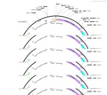 AAV-Prox1-hChR2(H134R)-BFP-WPREs