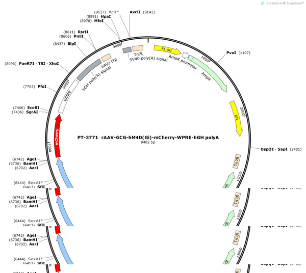 AAV-GCG-hM4D(Gi)-mCherry-WPRE-hGH polyA