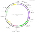 AAV-Snx27-DIO-flp-WPRES