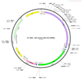 AAV-Kcnb1-DIO-flp-WPRES