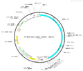 AAV-1.3xHBV( G5395A G8577A)