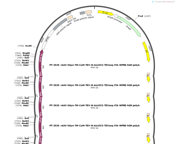 AAV-hSYN-TM-CaM-TEV-N-AsLOV2-TEVseq-tTA