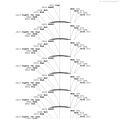 AAV-Stk26-Cre-WPRE-pA
