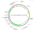 AAV-MrgprA3 promoter-taCasp3-TEVp-P2A-EGFP-WPREs