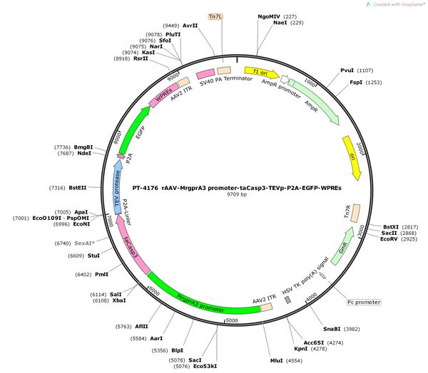 AAV-MrgprA3 promoter-taCasp3-TEVp-P2A-EGFP-WPREs