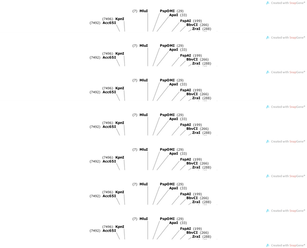 AAV-hSyn-DIO-MscL-G22S-2a-EGFP-WPREs