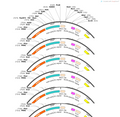 AAV-Rins2-Cre-WPRE-hGH pA