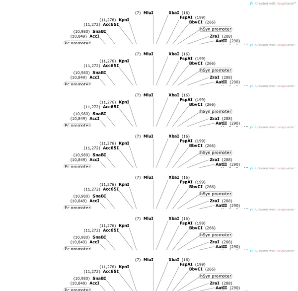 AAV-hSyn-fDIO-spcas9-2A-EGFP-WPREs