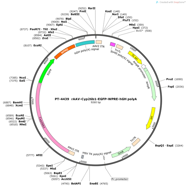 AAV-Cyp26b1-EGFP-WPRE-pA