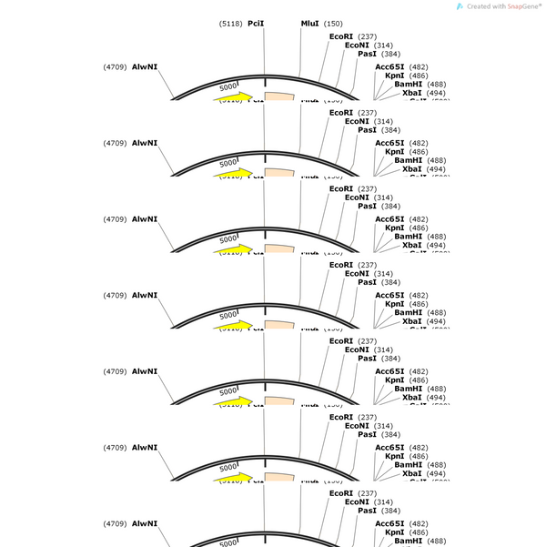 AAV-mP2-EGFP-WPRE-pA
