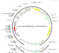 AAV-U6-shRNA(empty)-CMV-3XHA-SV40 polyA