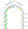 AAV-HypoCretin-EGFP-WPRE-pA
