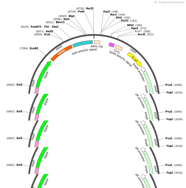 AAV-HypoCretin-EGFP-WPRE-pA
