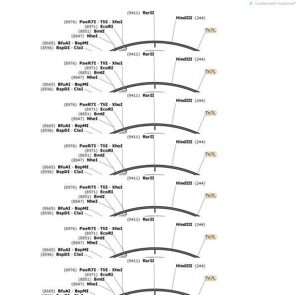 AAV-VGAT1-DIO-R-iGluSnFR1-WPRE-pA