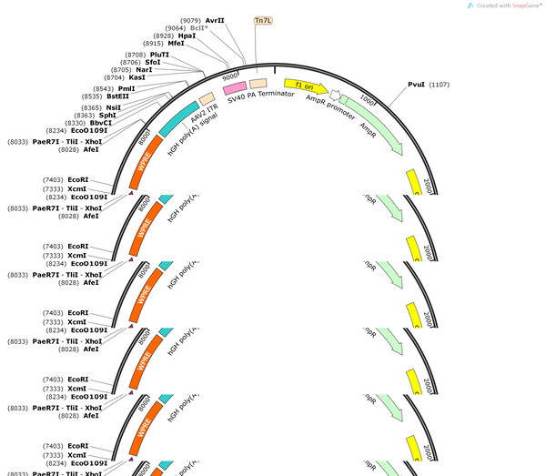 AAV-CMV-iGABASnFR-WPRE-pA