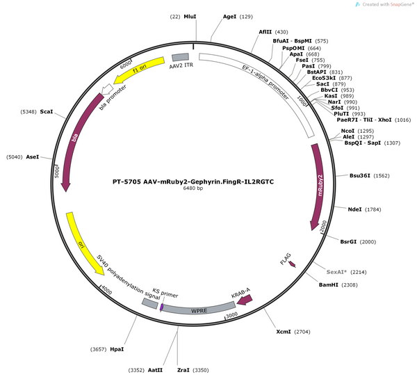 AAV-mRuby2-Gephyrin.FingR-IL2RGTC
