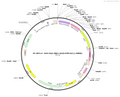 AAV-hSyn-MSCL-G22S-EYFP-kir2.1-WPREs