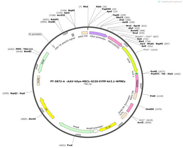 AAV-hSyn-MSCL-G22S-EYFP-kir2.1-WPREs