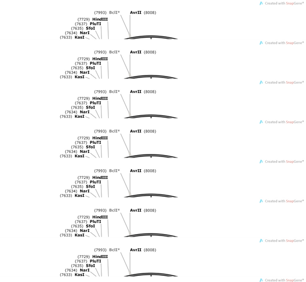 AAV-PR 1.7-EGFP-WPREs