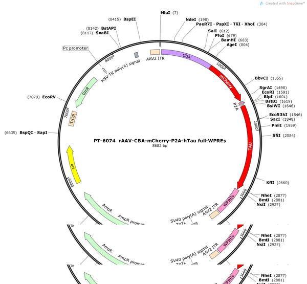 AAV-CBA-mcherry-P2A-hTau/full-WPREs