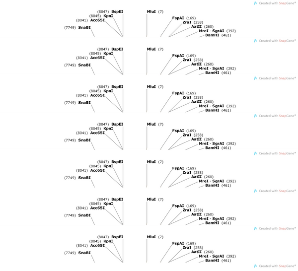 AAV-hSyn-SARS-CoV-2 -N-P2A-EGFP-WPREs