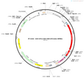AAV-EF1a-DIO-H2B-tdTomato-WPRE-pA